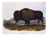 American Bison
