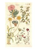 Geraniaceae 3