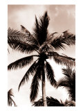Sepia Palm 3