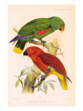 Joseph Smit Parrots Plate 26