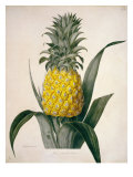 The Queen Pineapple