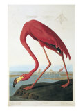American Flamingo