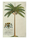 King Palm