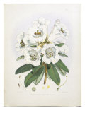 Rhodedendrum Dalhousie