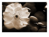 Gardenia I