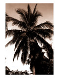 Sepia Palm 4