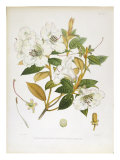 Rhodedendrum Edgeworthi