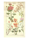 Geranaiaceae Plate 319