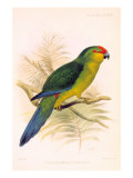 Joseph Smit Parrots Parrot Plate 46