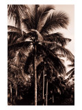 Sepia Palm 2