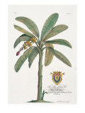 Banana Tree