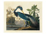 Louisiana Heron Plate 217