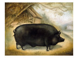 Large Black Pig