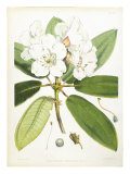 Rhodedendrum Aucklandi