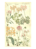 Geraniaceae Plate 306
