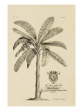 Banana Tree
