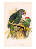 Joseph Smit Parrots Plate 9