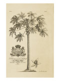 Papaya Tree