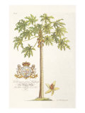 Papaya Tree