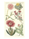 Geraniaceae 2