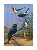 Colorful Birds Sit Perched on Twigs