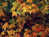 Maple Leaves in the Fall