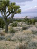 View of the Movaje Desert  with Joshua Trees and Distant Mountains