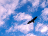 American Bald Eagle in Flight in Cloud-Filled But Blue Sky