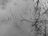 Steam Rising around Tree with Branches Creating Abstract