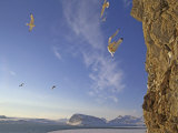 Black-Legged Kittiwake Gulls Land at a Cliff Rookery by King's Fjord