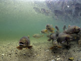 Cutthroat Trout School in Lake