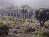Lalibela Trees on the Slope of Mount Kilimanjaro  East Africa