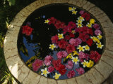 Plumeria and Hibiscus Flowers in a Small Pool