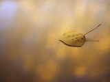 Golden Aspen Leaf on a Dappled Background in Autumn