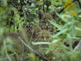 Young Bobcats