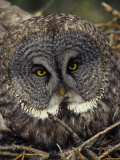 Great Gray Owl on Nest