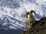 Very Large Dall Sheep Ram on the Grassy Slopes of its Winter Range