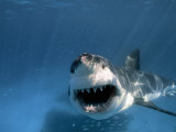 Threatened Great White Shark  Toothy Mouth Open  Approaches Camera