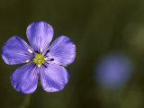 Blue Flax and a Tiny Red Mite