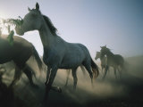 Horse Herd on a Farm in Ukraine