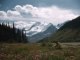 Woman Picks Fireweed Flowers in a Valley Below Mount Athabasca