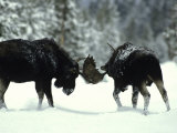 Bull Moose Engage in a Little Friendly Pushing
