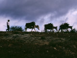 Farmer Leads His Burros Burdened with Firewood to a Mescal Factory