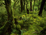 Moss-Covered Trees in a Rainforest in Fiordland National Park