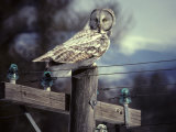 Great Gray Owl on Old Telephone Poles