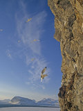 Black-Legged Kittiwake Gulls (Rissa Tridactyla Tridactyla) Landing