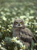 Young Great Horned Owl  Idaho Meadow