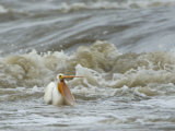 American White Pelican in the Slave River Rapids