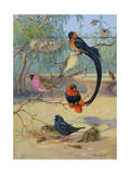 Whydahs  Red-Bellied and Orange Weaverbirds Share a Branch
