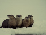 River Otter Family  Mom and Three Grown Up Kids
